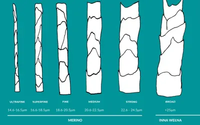 Porównanie grubości włókien: ultrafine, superfine, fine, medium, strong (merino) i broad (inna wełna). Czy wełna merino się rozciąga? Tak, dzięki swojej strukturze.
