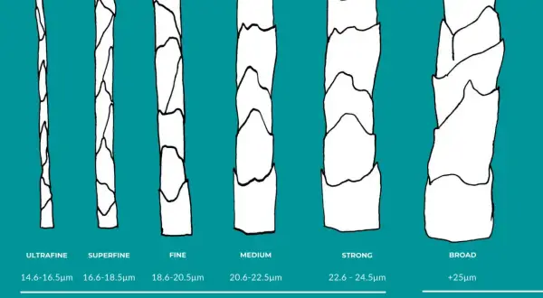 Porównanie grubości włókien: ultrafine, superfine, fine, medium, strong (merino) i broad (inna wełna). Czy wełna merino się rozciąga? Tak, dzięki swojej strukturze.