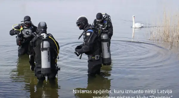 Nurkowie w sprzęcie, który przypomina materiał scuba. Co to jest? Łabędź pływa obok.